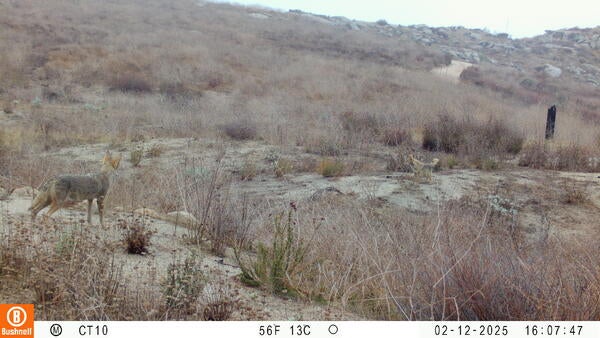 2 coyotes