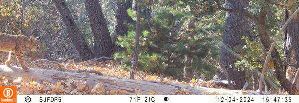 Bob cat on a log