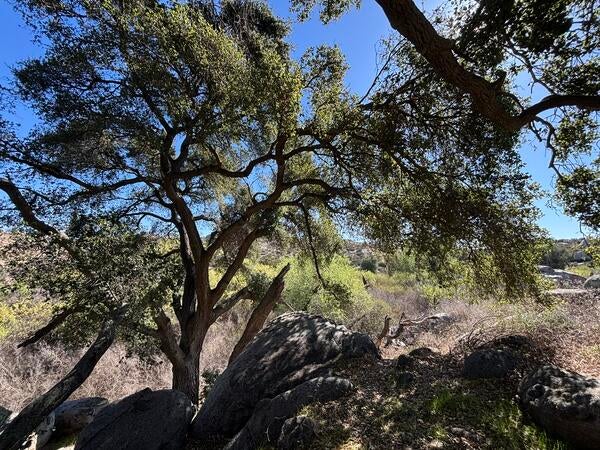 oaks