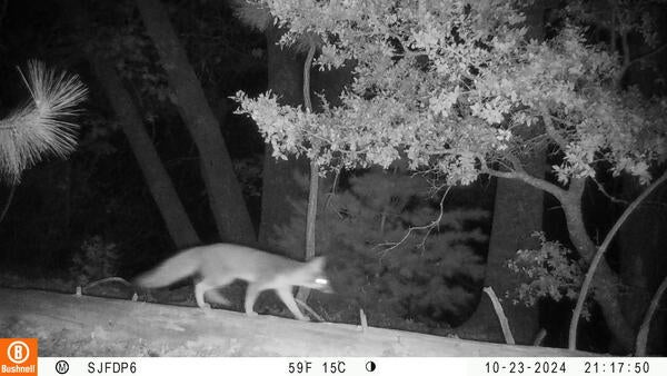 Fox on a log