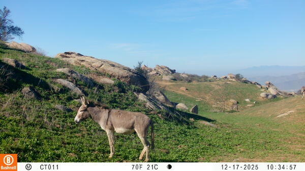 A burro standing in a field