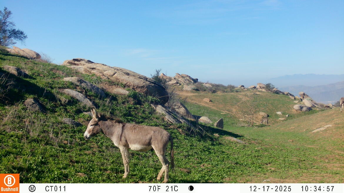 A burro standing in a field